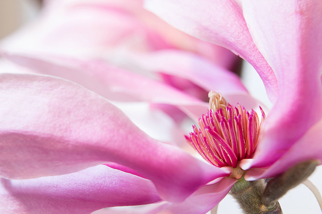 fotos-arztpraxis-magnolie